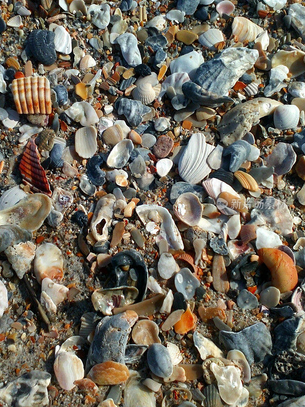 Full Frame Natural Broken Shells, Wilmington Beach, North Carolina